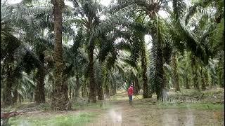 belajar manen sawit langsung pohon tinggi