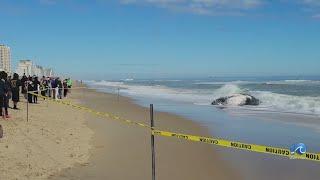 Whale washes ashore at the Virginia Beach Oceanfront