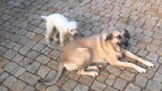 funny dog having sex Dog mating fail sexy and i know it