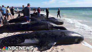 More than 100 pilot whales become stranded off Western Australia