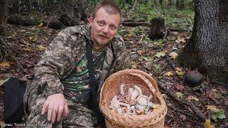 Первая волна осенних опят у нас пошла  гигрофоры и рядовка голубиная