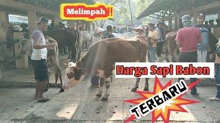 Update Harga Sapi Babon Mulai Harga 10 Juta an Nego di Pasar Munggi Semanu GK. ‼️@dunialembu