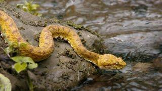 World Snake Day 2024  National Geographic