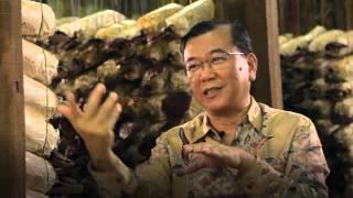 DXN Dr. Lim Le champignon Ganoderma  LINGZHI ou REISHI  & Spirulina France -