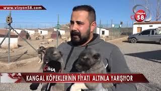 KANGAL KÖPEKLERİNİN FİYATI  ALTINLA YARIŞIYOR