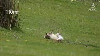 Rabbit Shooting Australia 223rem 204ruger 7mmremmag with DJ Hunting Australia