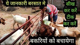 बकरी पालन बरसात मे मुसीबत बन सकता है एक बार इसे आजमाएं #goat care in rainy season #farming