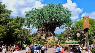 Disneys Animal Kingdom 2022 Walkthrough Experience w Rides in 4K  Walt Disney World Florida