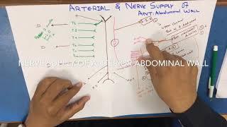 Nerve supply  Dermatome of Anterior Abdominal wall