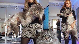 BiG MAINE COON CAT Black Silver  LIFE with the Biggest cat in the world Lion cat Lynx cat