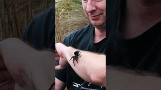 We found a BLUE TARANTULA in PERU on the 1st DAY NEW video up on YouTube #tarantula #peru