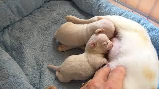 Chihuahua puppies nursing