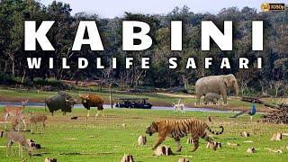 Kabini Safari  Jungle Lodges & Resorts Safari  Nagarahole Tiger Reserve  Dammanakatte  HD Kote