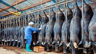 How Chinese Farmers Millions Raise And Process Of Black Pigs in Factory - Black Pig Farm Technology