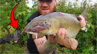 This Big Fish Almost had its Face Tore off by a Savage Predator