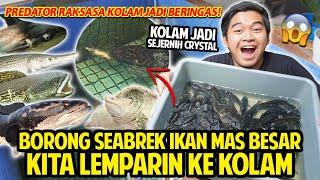 BORONG SEABREK IKAN MAS BESAR KASIH MAKAN KE SEMUA HEWAN DI RUMAH KOLAM JADI SEJERNIH CRYSTAL