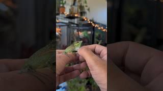 Anolis smallwoodi  #baby #lizard #smallwoodsanole #reptiles #reptileroom