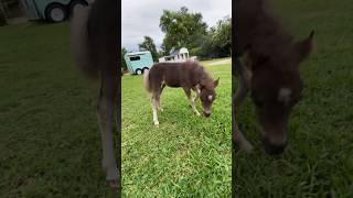 Ear Scratch Mini Horse Foal #dailydaisy