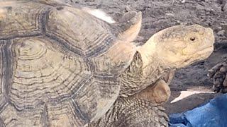 I Just Decided To Hand Feed My Giant Tortoise