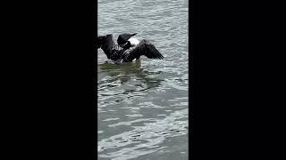 Common Loon release