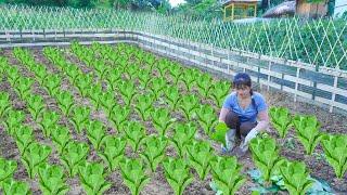 Complete Vegetable Garden Bamboo Fence Growing Vegetables and Vegetable Seeds. My Bushcraft  Nhất