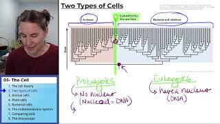 The cell 2- Eukaryotes and prokaryotes