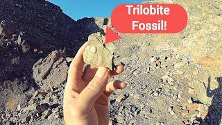 I found Trilobite Fossils