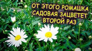 Шесть советов по уходу за ромашкой садовой в августе. От этого нивяник снова обильно зацветет.