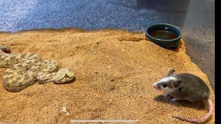 Snake with horns catches rat with super speed desert horned viper