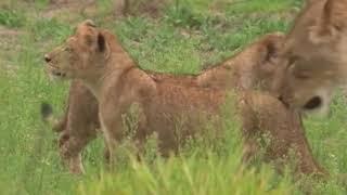 Baby Genius Songs Baby Lions