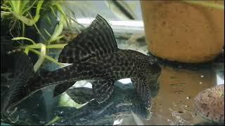 Pleco Fish Plecotomus#aquarium #fish #pleco