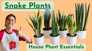 Snake Plants - Complete Care - Houseplant Basics - Low Maintenance