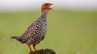 Painted francolin Francolinus pictus calling from a tree