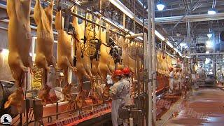 Fábrica procesamiento cerdos en Dinamarca - Moderna línea corte carne y procesamiento carne cerdo