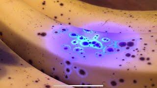 Banana Spots Glow in UV Light
