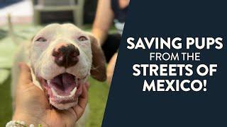 Saving Pups from the Streets of Mexico