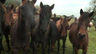 Endangered Carpathian ponies are making a comeback in Poland