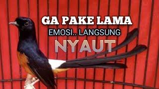 SUARA MURAI BATU GACOR memancing EMOSI jadi BUNYI NYAUT BONGKAR MATERI ISIAN  PANCINGAN MURAI