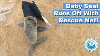 Baby Seal Runs Off with Rescue Net