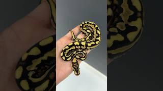 Gorgeous PUZZLE Combo Spotnose YB Puzzle #animals #ballpython #reptiles #snake #ballpythonmorphs