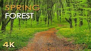 4K Spring Forest - Blackbird Song - Bird Singing Chirping - Ultra HD Relaxing Nature Video & Sounds