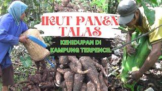 Intip Kehidupan di kampung  terpencil Bengkulu pagi pagi ikut panen talas di kebun kopi