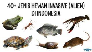 40+ Jenis Hewan Invasif Alien dan Introduksi di Indonesia