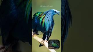 Nicobar Pigeon  Most Stunning Feathered Pigeon