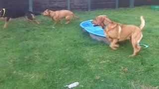 Bessie & Wallace Labradors & GSD Tinker.@DogtrainersUK