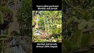 suara pikat merbok perkutut #shortvideo