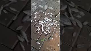 mancing dapat ikan mujair banyak