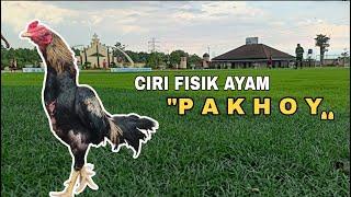 Ciri asli ayam PAKHOY