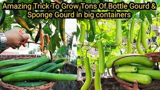 गमले में उगा दी ढेर सारी घीया और तुरई छत पर How to grow Gourds in pot  Updates from seed to harvest