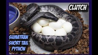 Last Sumatran Short Tail Python Clutch